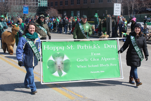 Gaelic Glen Alpacas at the 2018 St Patrick's Day Parade in Cleveland